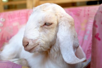 Please meet Tal (Rest in Peace)