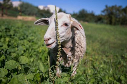 ספטמבר 2015- שושקה הכבשה המיניאטורית שזכתה בחיים