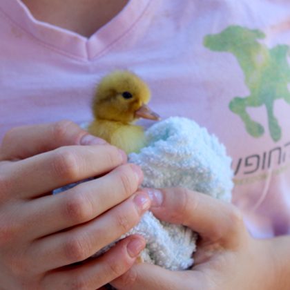 Emotional Therapy in a mutual care model –  Cooperation with Oranim Colllege