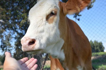 יולי 2015 – הכירו את בובה, עגלת החופש ניצולת תעשיית הבשר