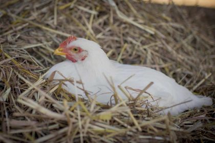 ספטמבר 2015-  הצלת 20 תרנגולים ותרנגולות שעוד רגע הפכו לארוחה מפסקת