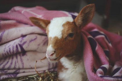 דצמבר 2015- בלה ולילי הטליות המתוקות