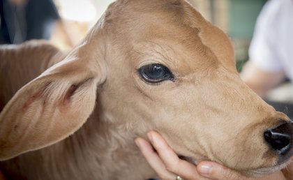 מאי 15: מעיין – תינוקת החופש הראשונה שלנו