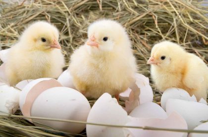 נובמבר 2015: מפח האשפה אל חיי חופש